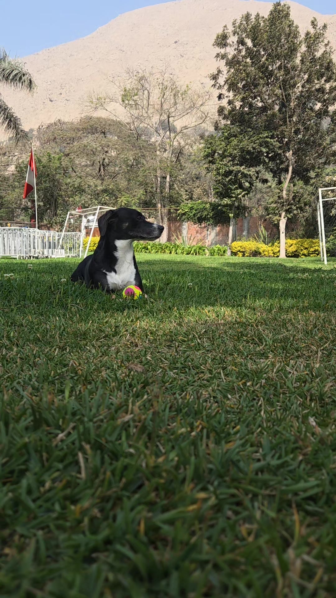 @Thor y Linda 🐾🐕❤️