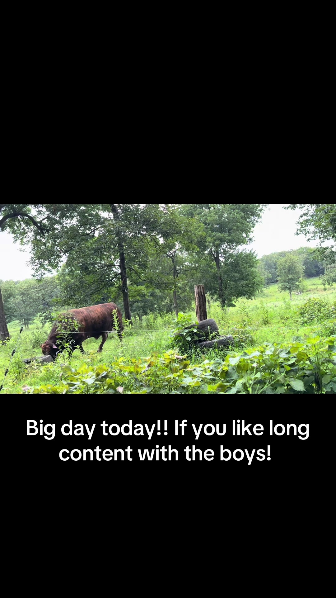@Rufus The Bull