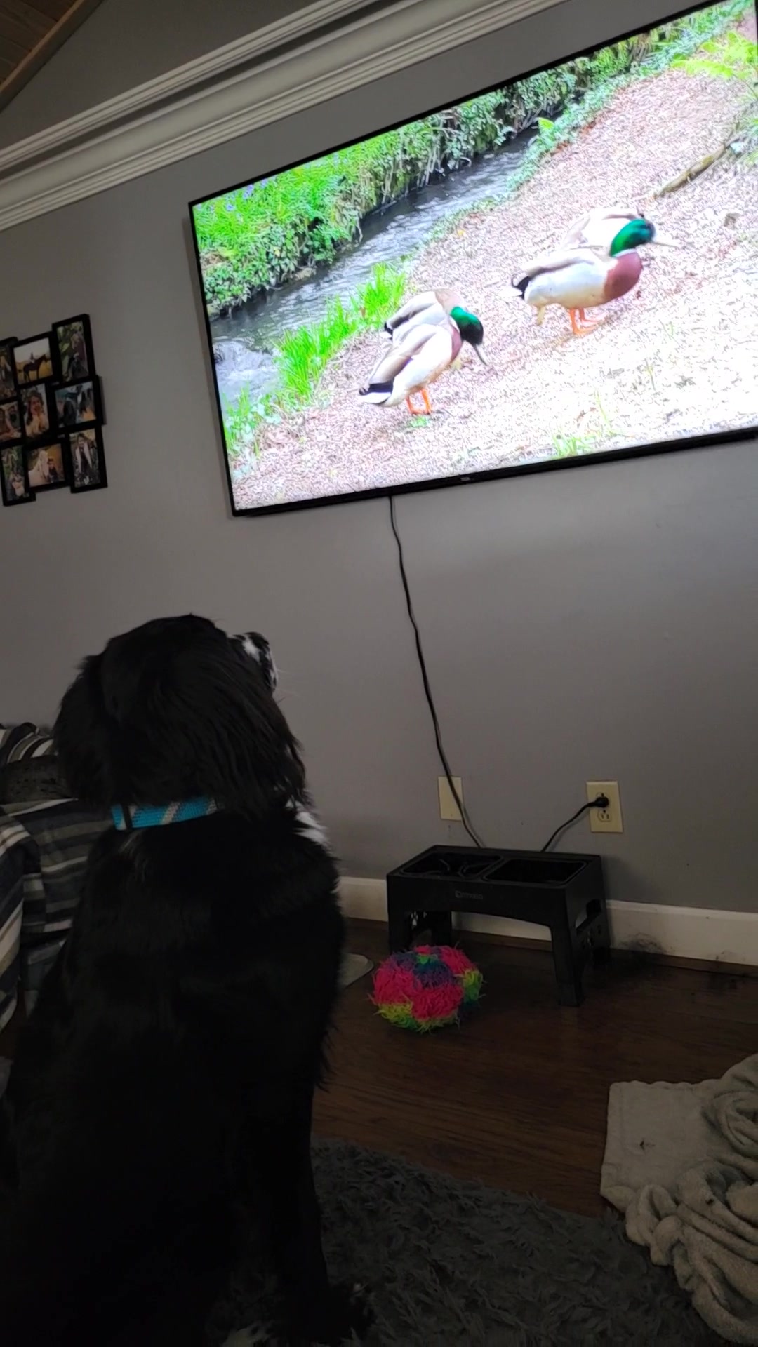 @dogmomof4