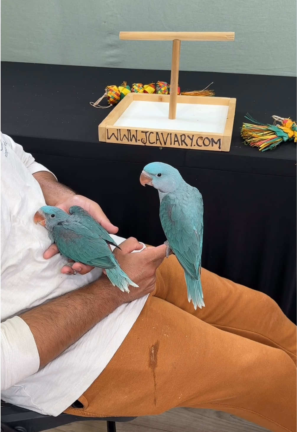 @JC Aviary