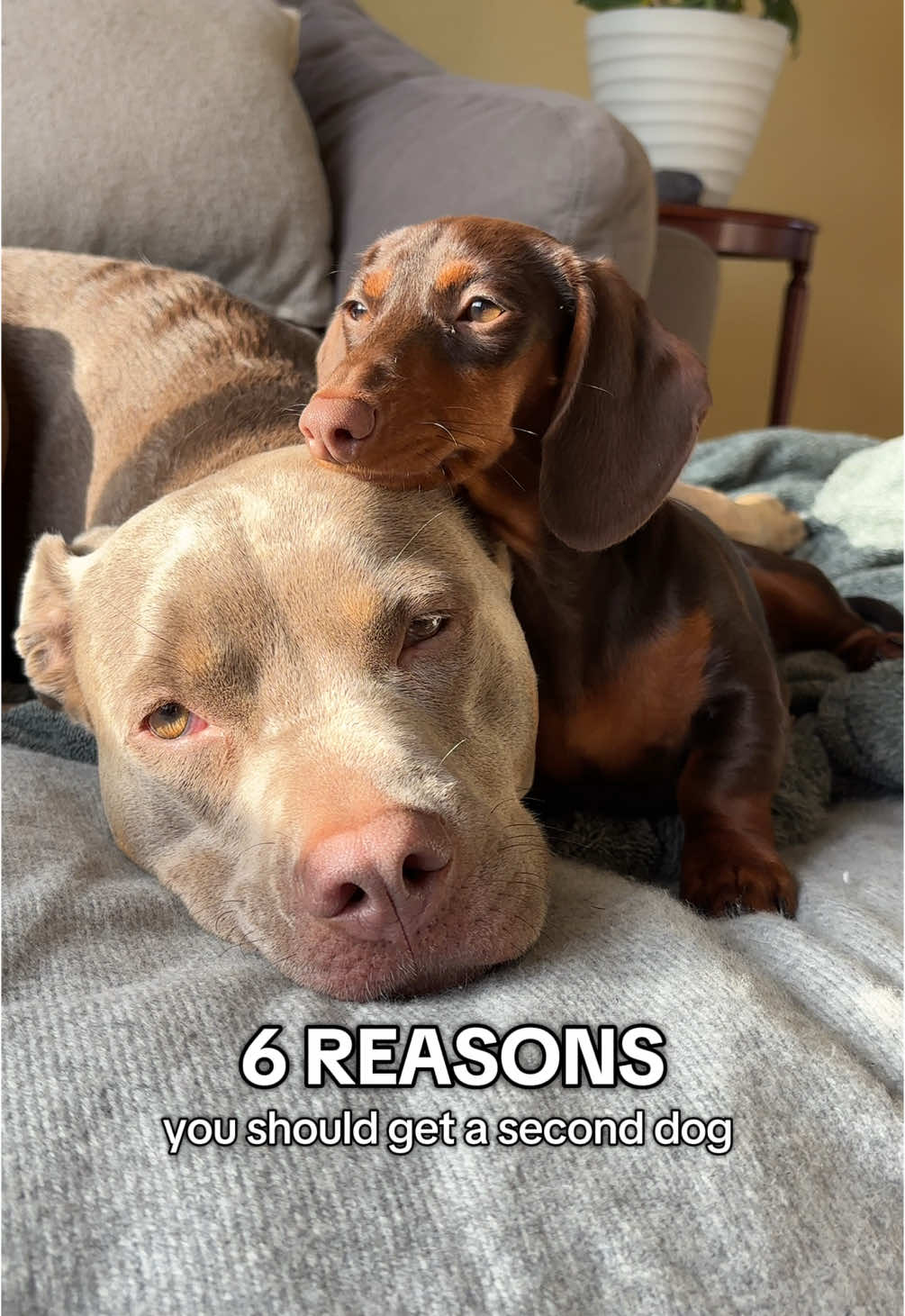 @rhubarb the doggo