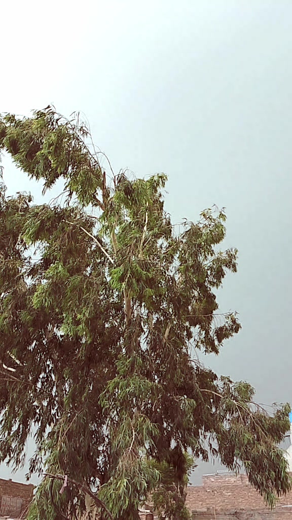 @سانولی🤎