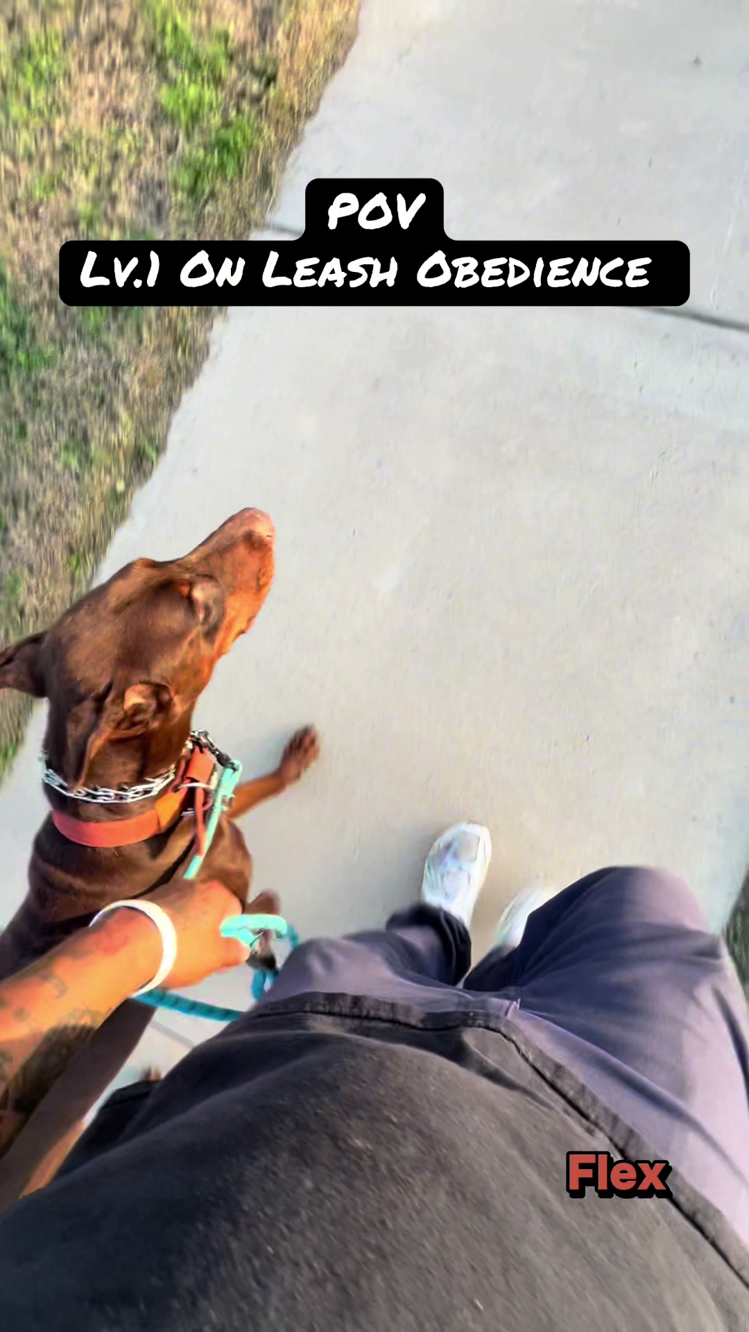 @HardBody K9 Training