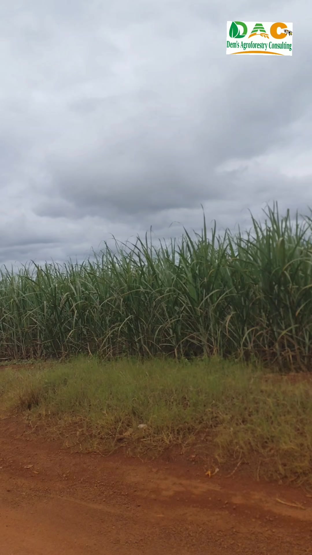@Dem's Agroforestry Consulting