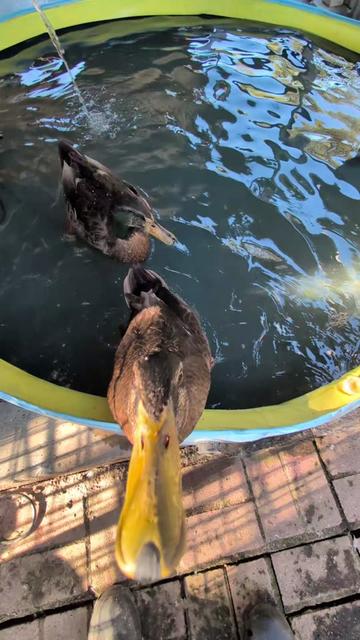 @Mother Duckers Homestead