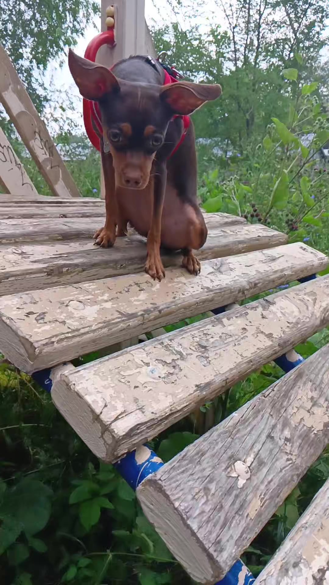 @Бонимиро