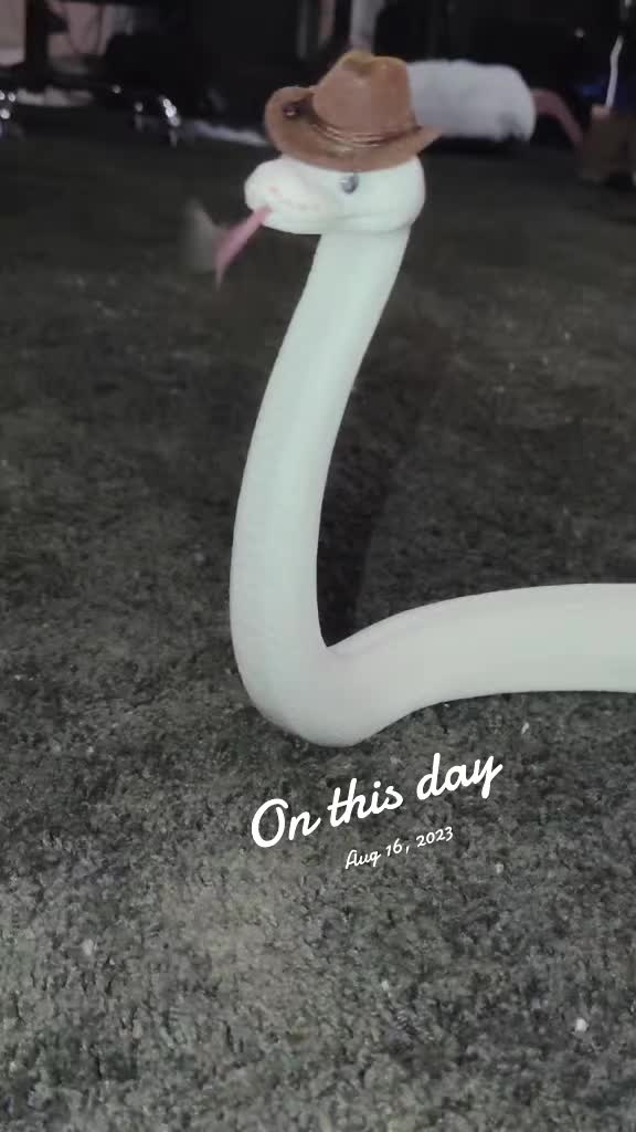 @SnekDice