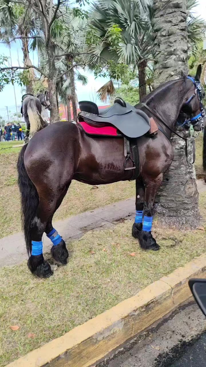 @Mauricio Soriano