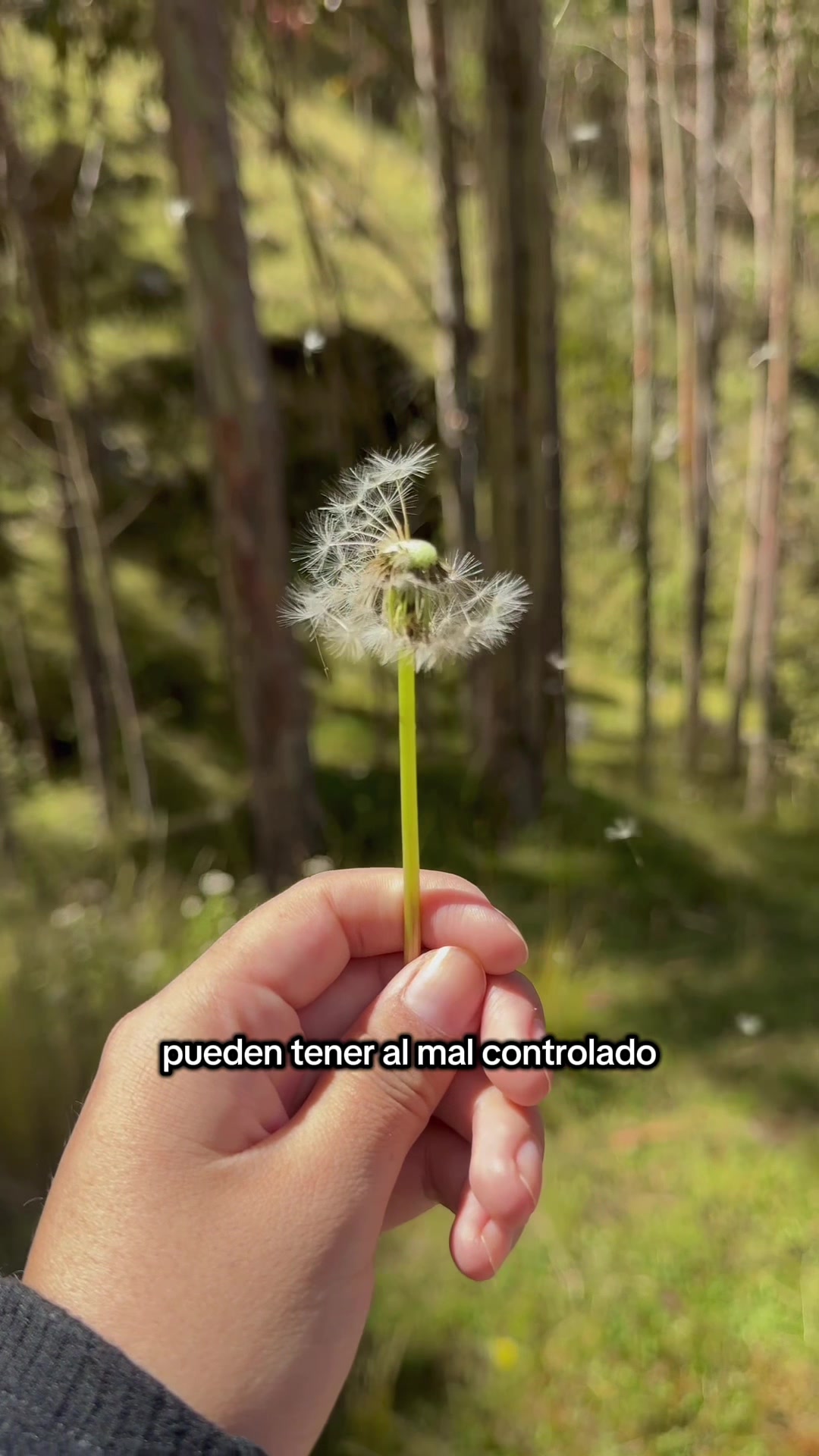 @AracelliBR ✨
