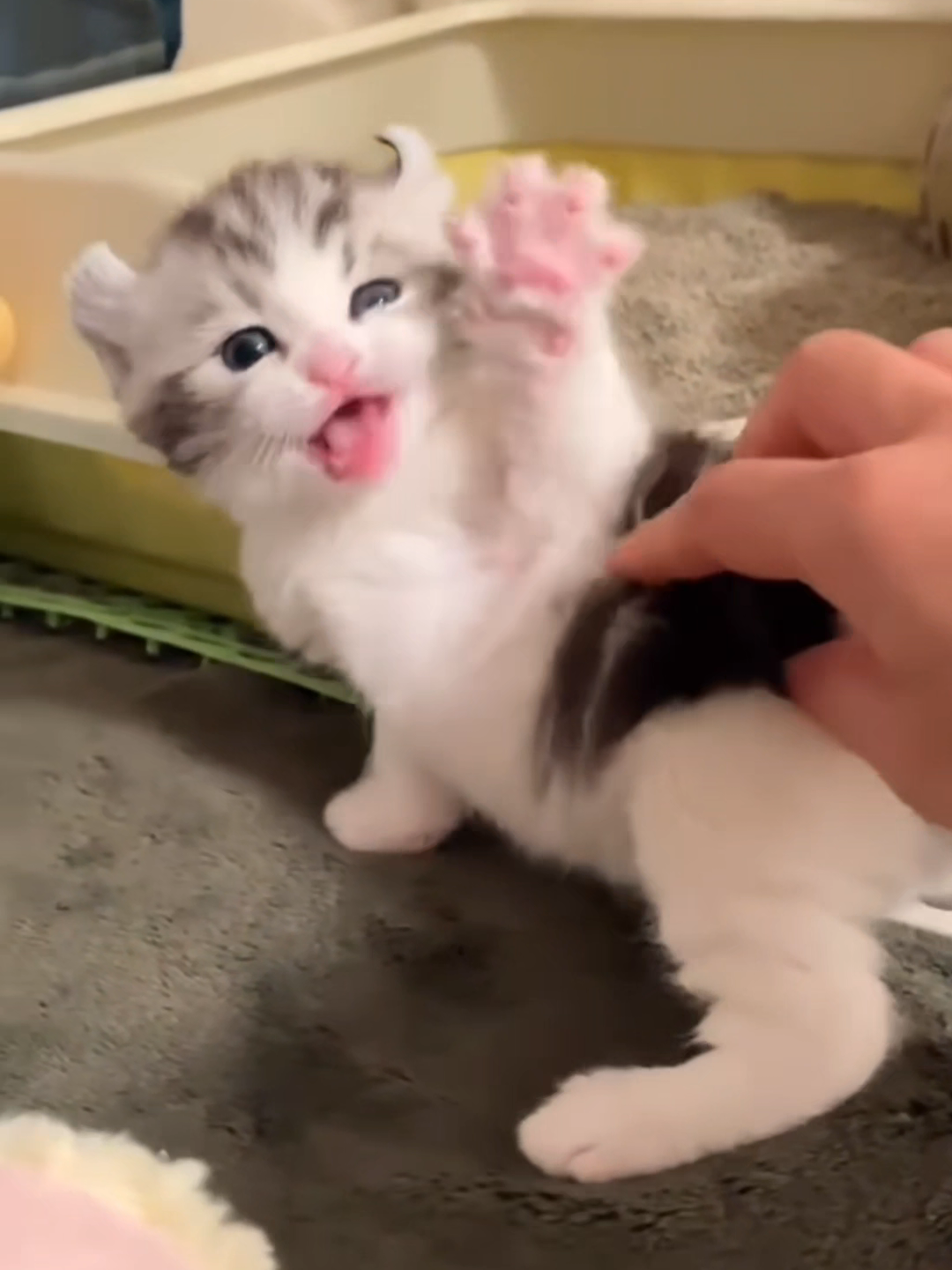 @Chonky World Of Cats