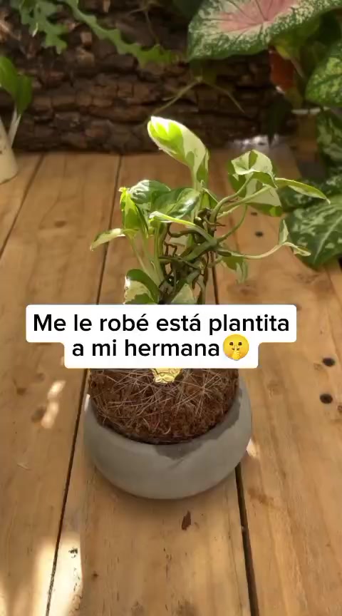 @Escuela de Kokedamas✅
