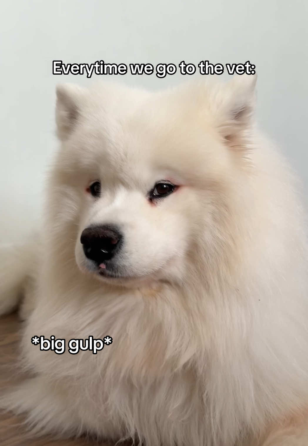 @Biff the Samoyed