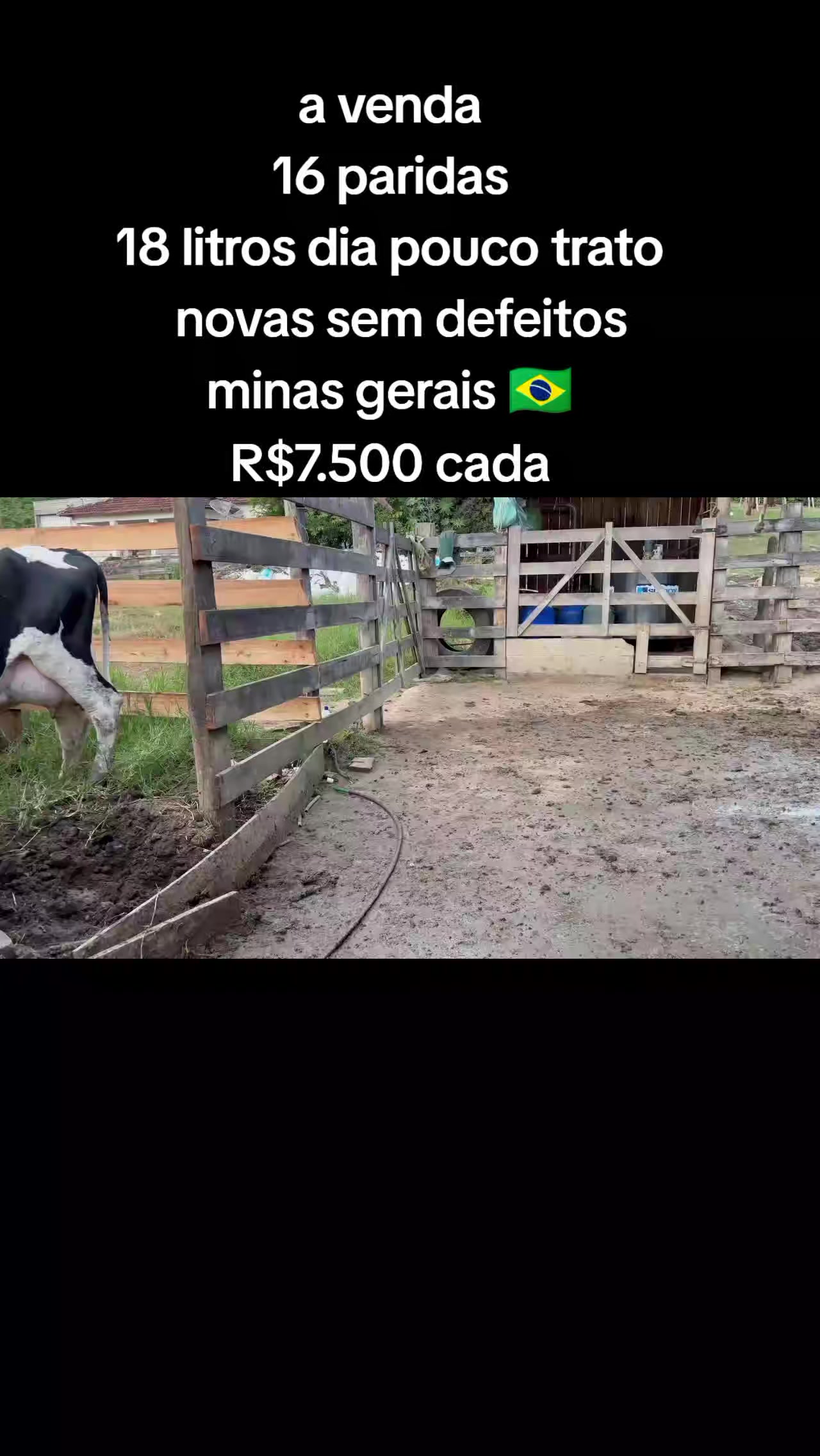 @marketing_do_gado