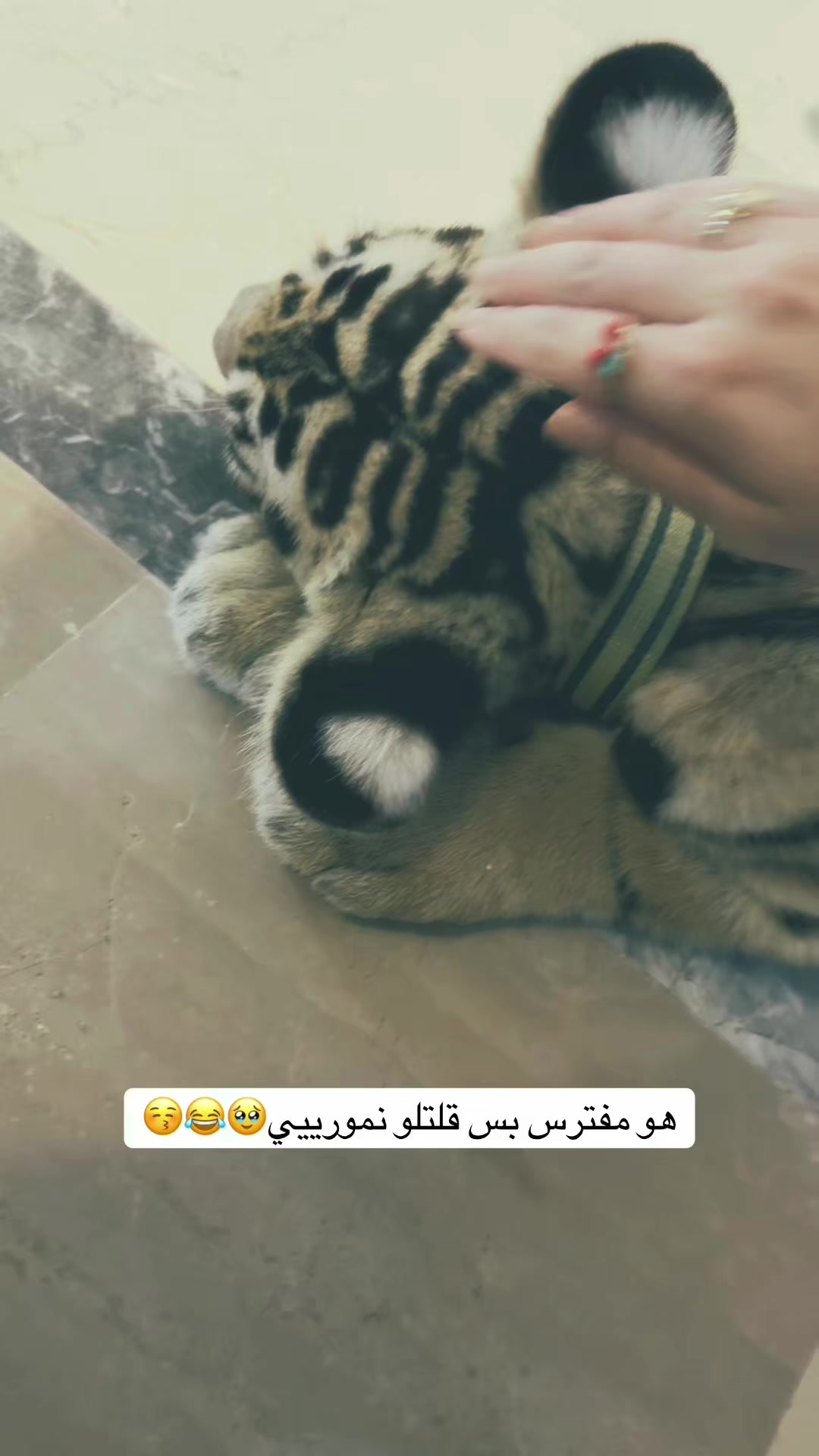 @الشيخة👑