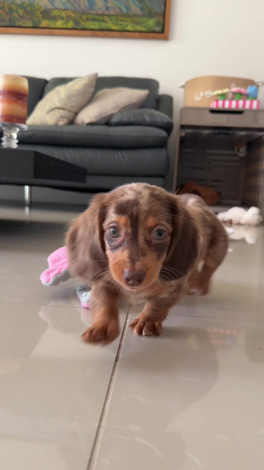 @Oli the Mini Doxie