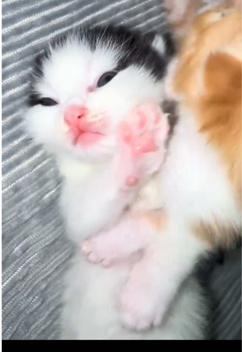 @kloutkittens