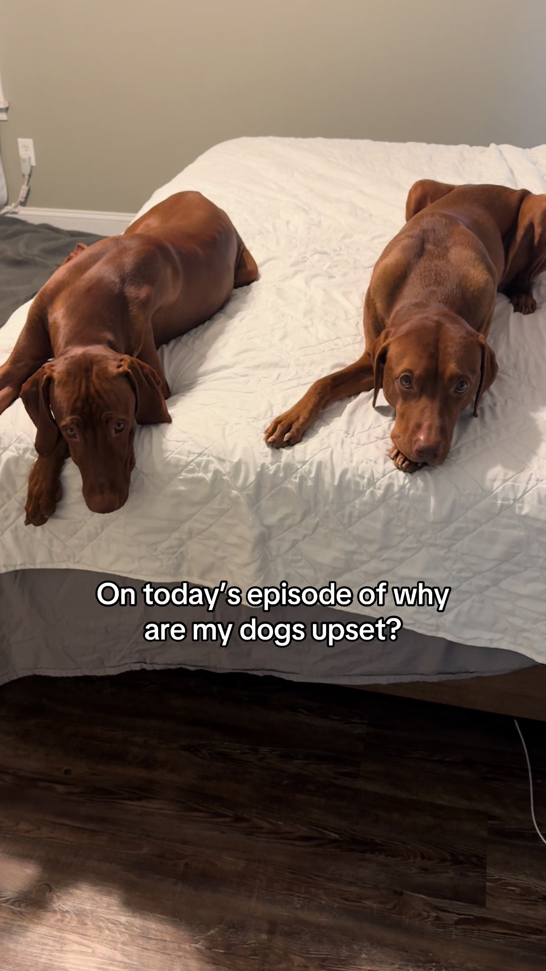 @Tycho the vizsla