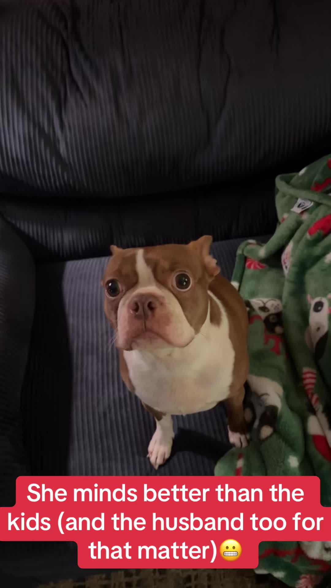 @SE Boston Terriers