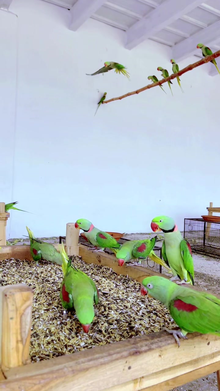 @WA Aviary