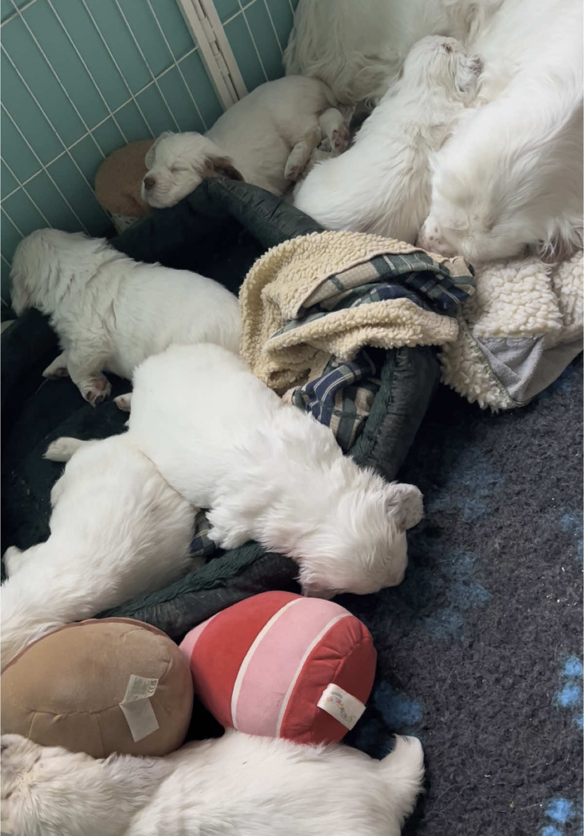 @Rainsway Clumber Spaniels