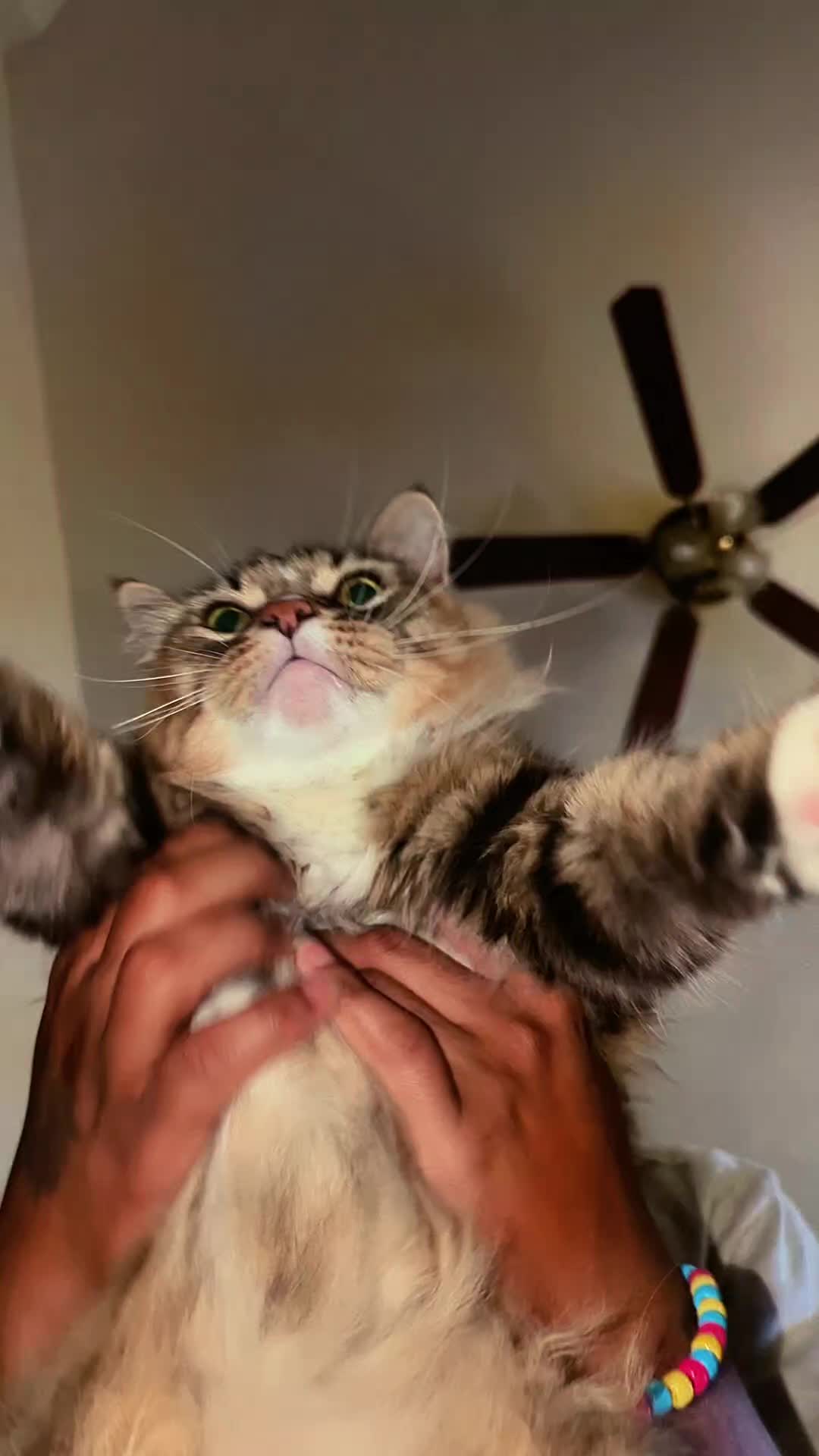 @Harry Styles the cat 😺😺
