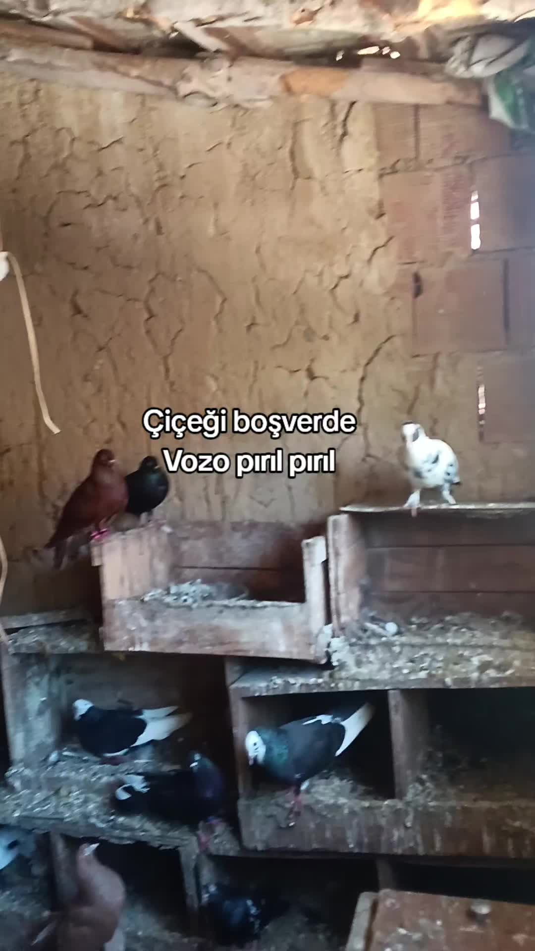 @🇹🇷͜͜͡͡✯