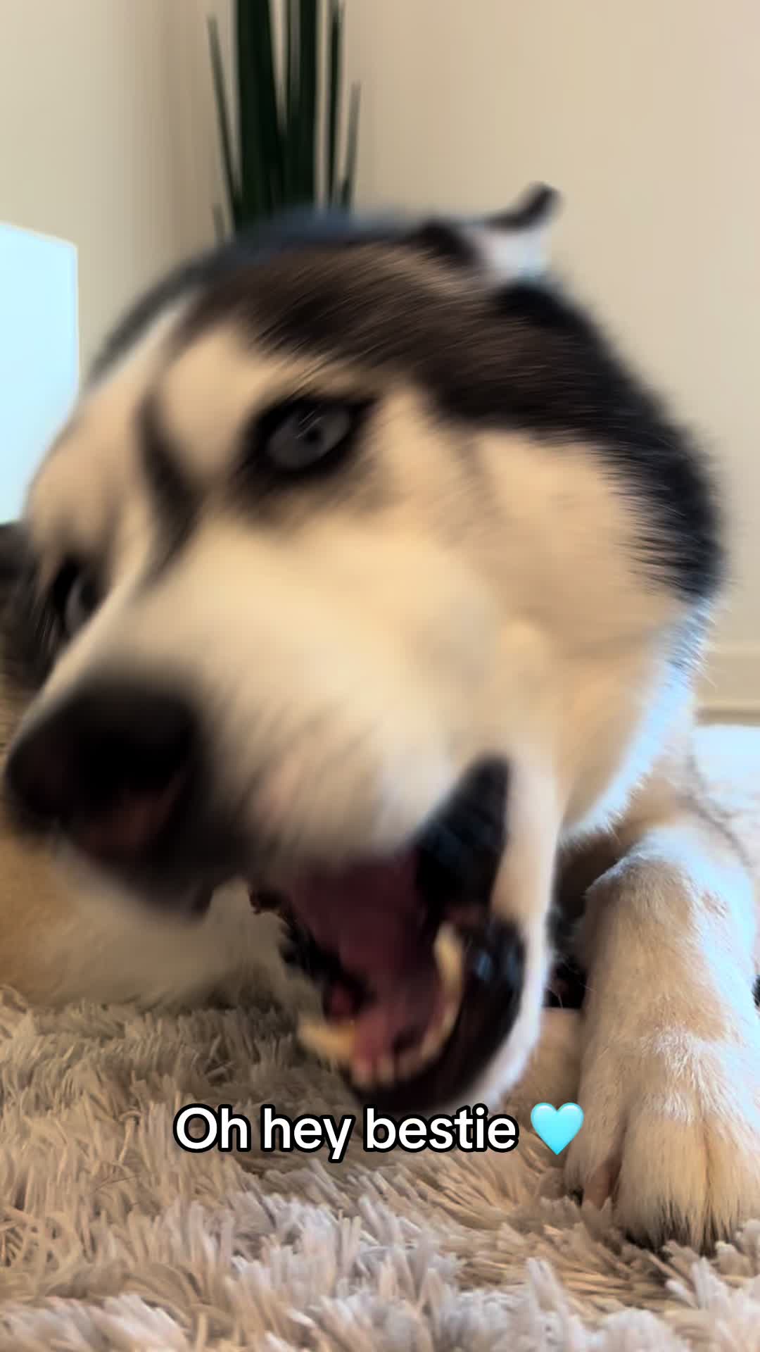 @lifewith2huskies
