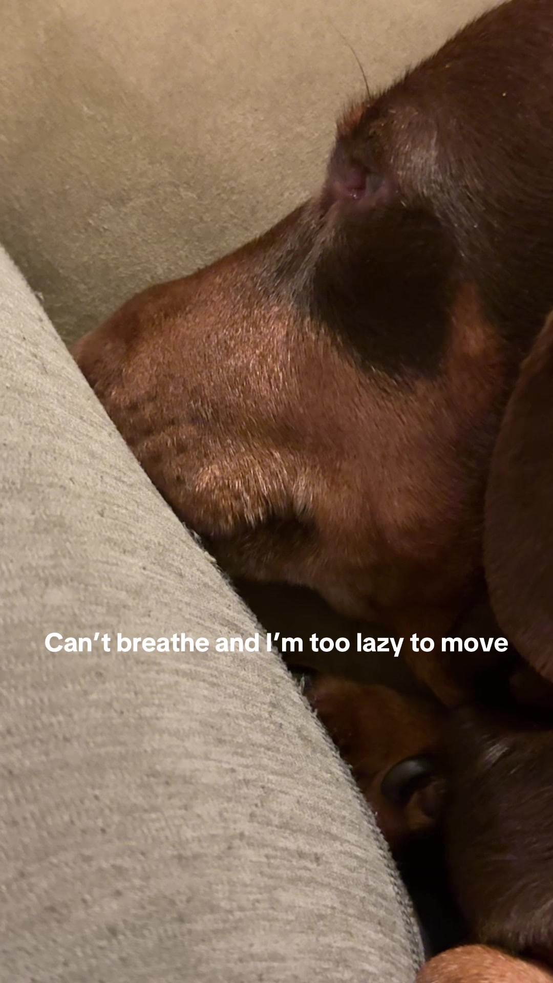 @Pip The Sausage 🤍