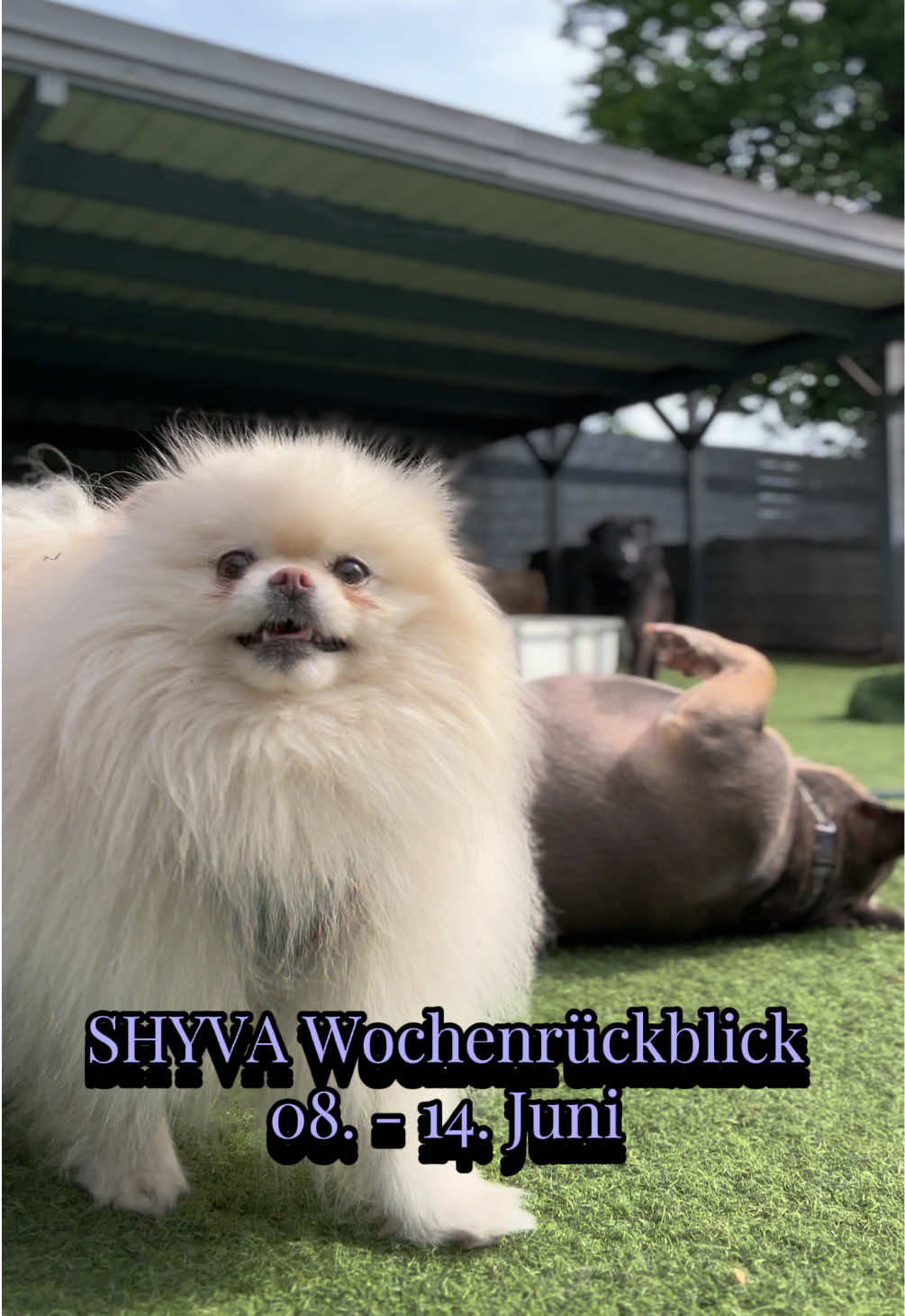 @Shyva Hundezentrum