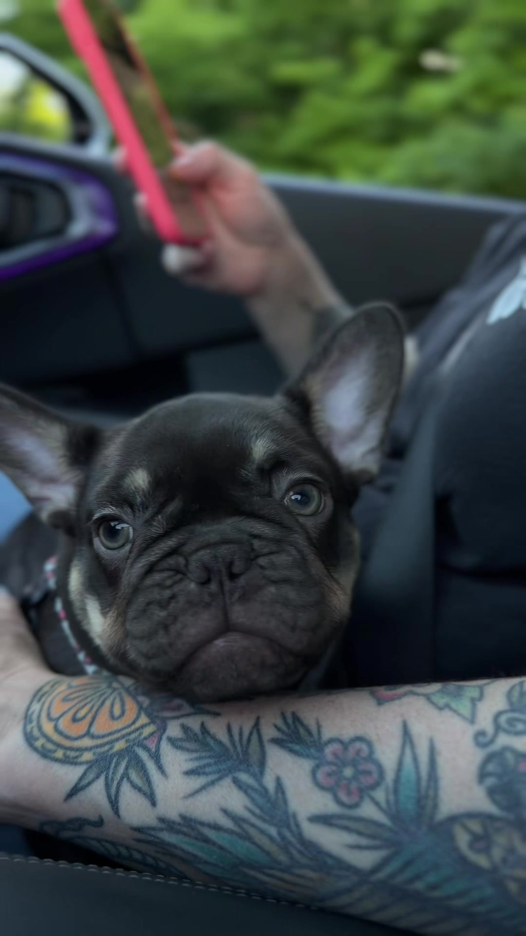 @Frenchiecvlt