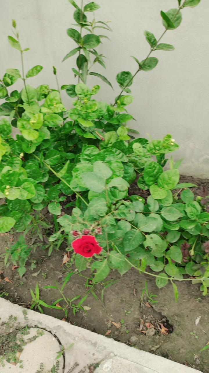 @@Zohaib shah888