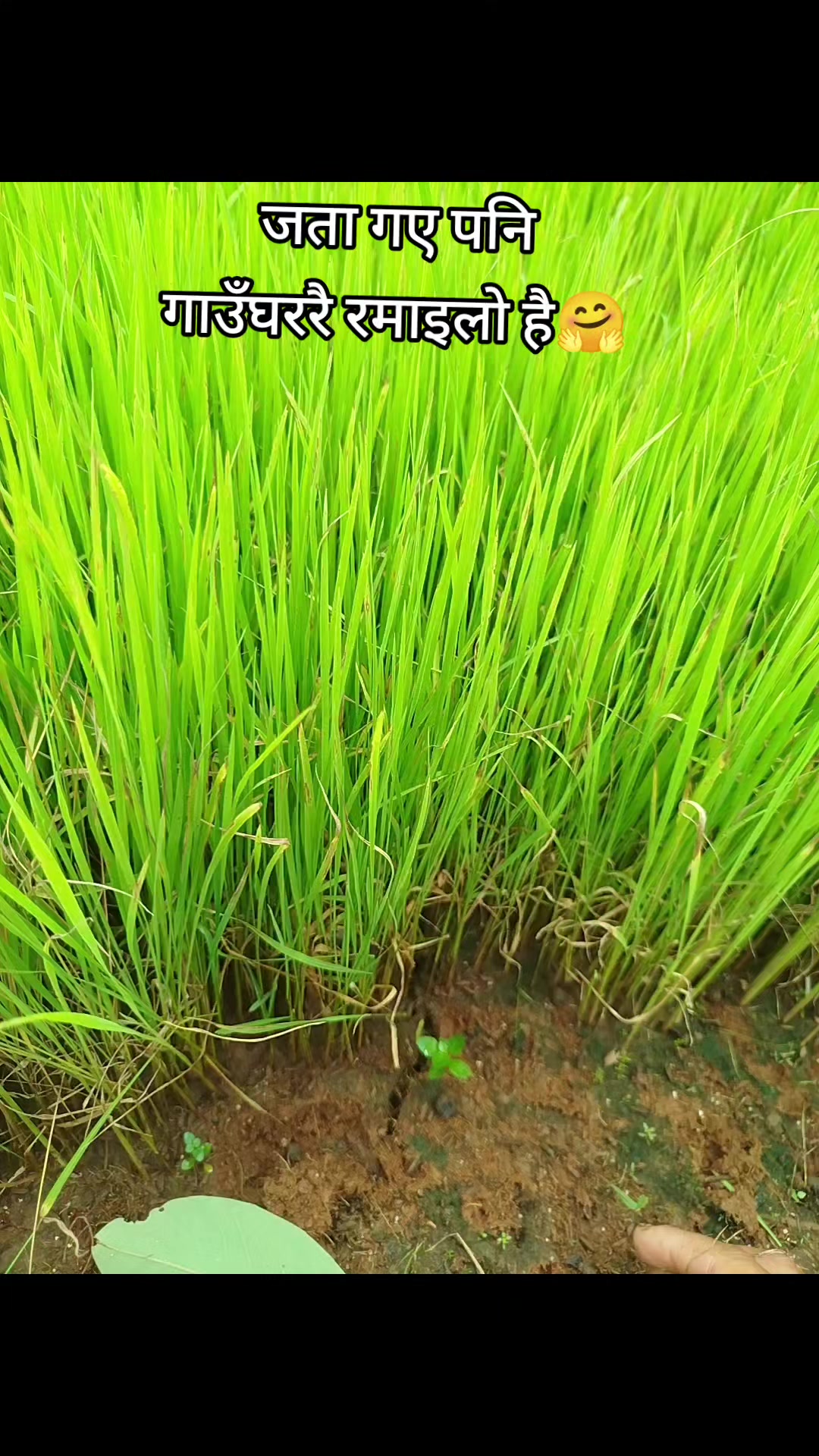 @ライ इshiका🇳🇵🫶🇯🇵👰