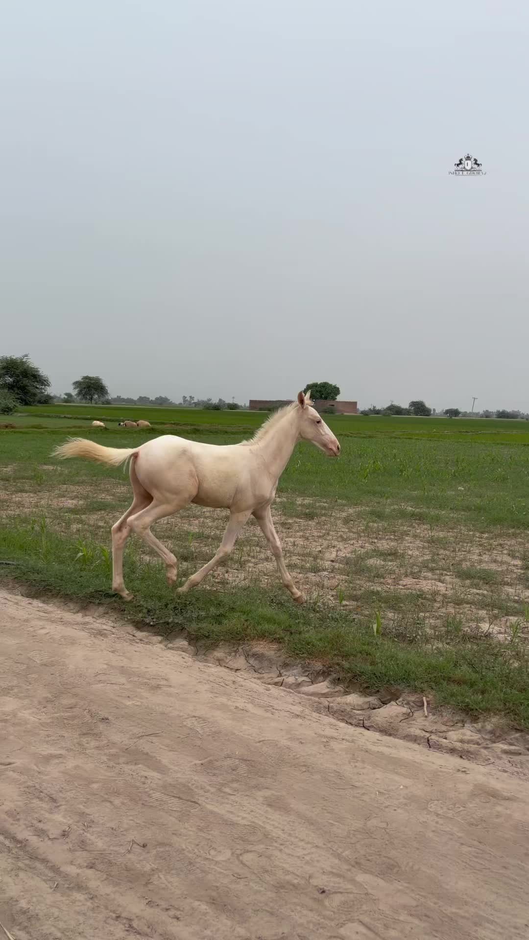 @Ishq_e_ghora 🐎