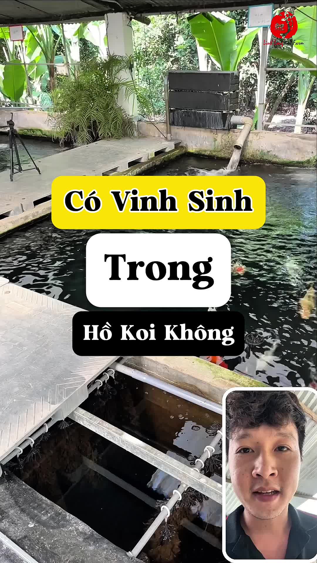 @Linh Long Koi Farm