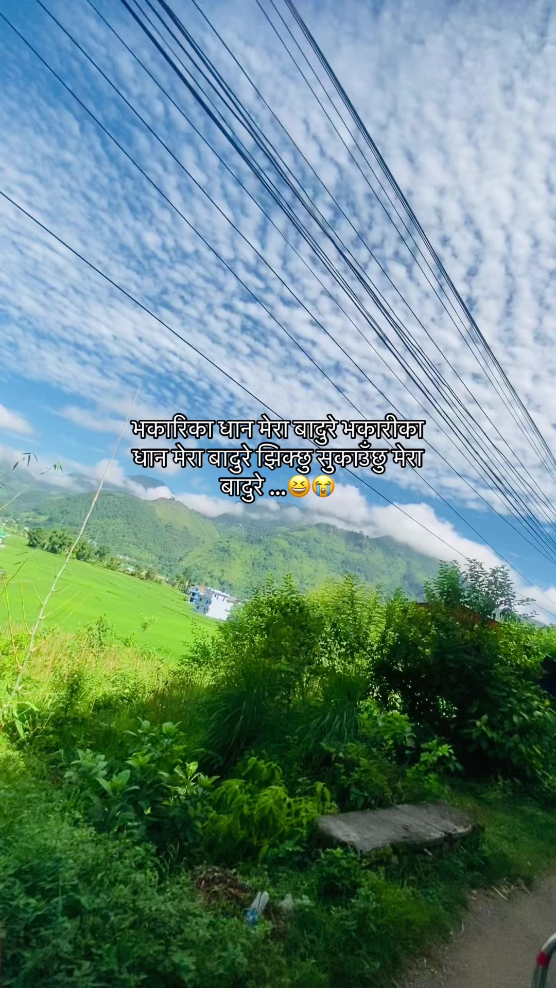@🍃