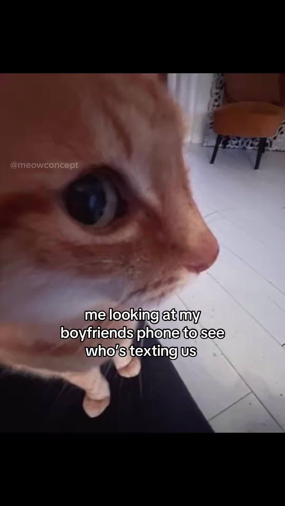 @meowconcept