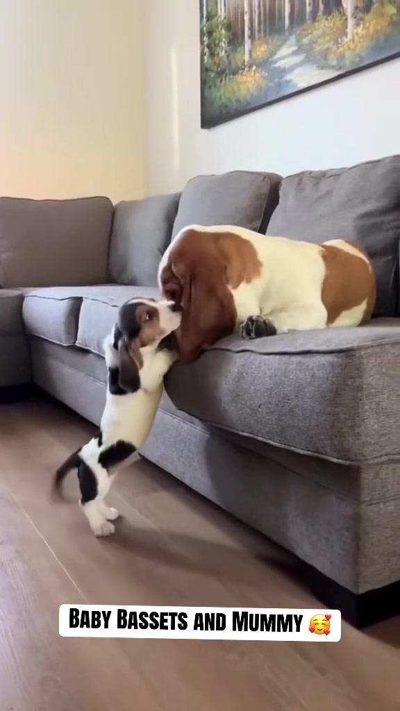 @Basset Hound Pups For Adoption