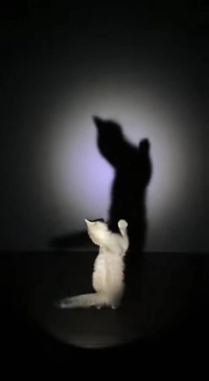 @猫咪历险记