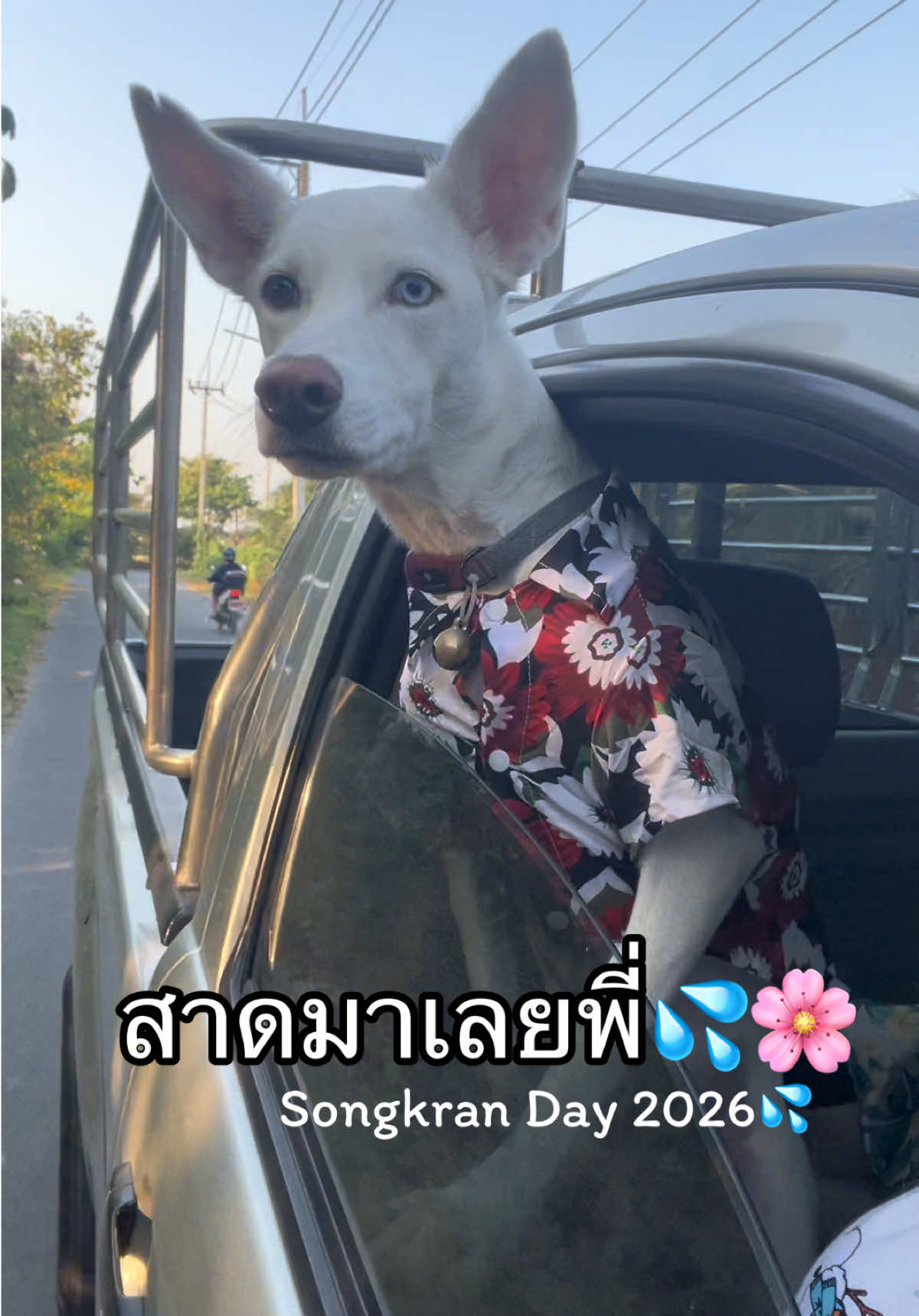 @มะลิตาฟ้าาาาา🐕🐶💫