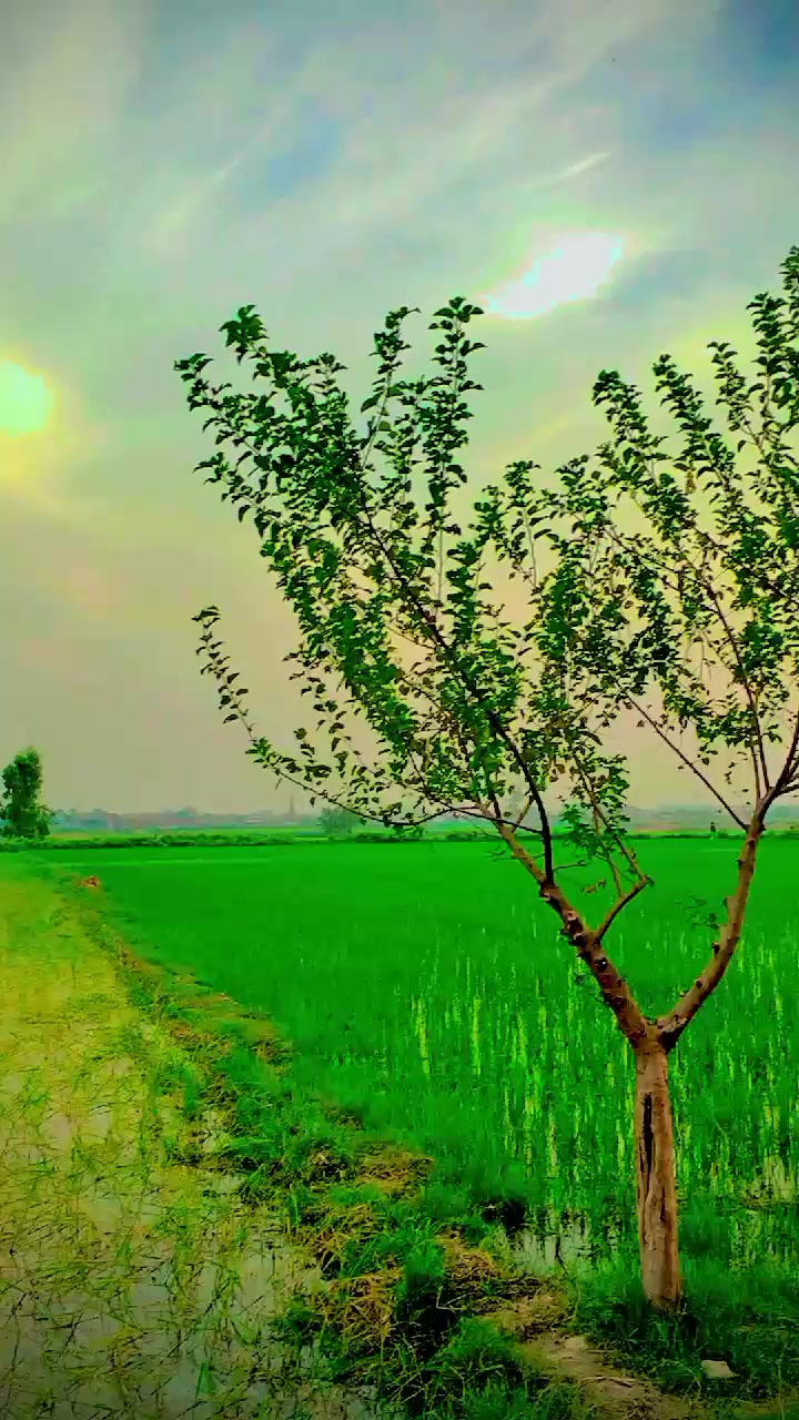 @🖤🚩ہاشمی/ زادہ °••''''.......