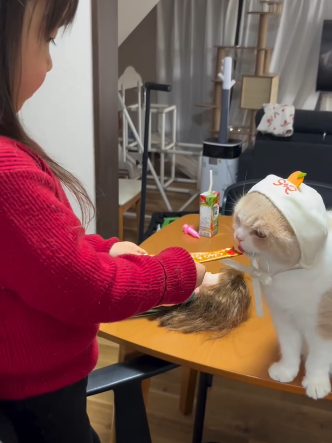 @Chonky World Of Cats