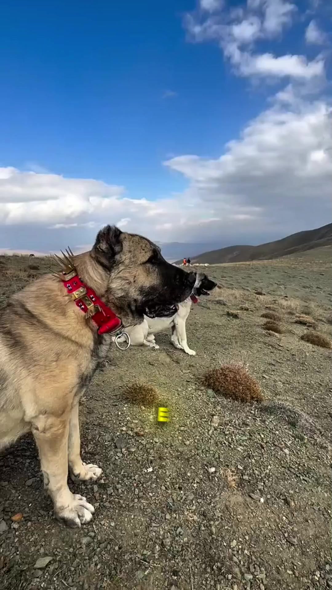 @Zona dos Cães