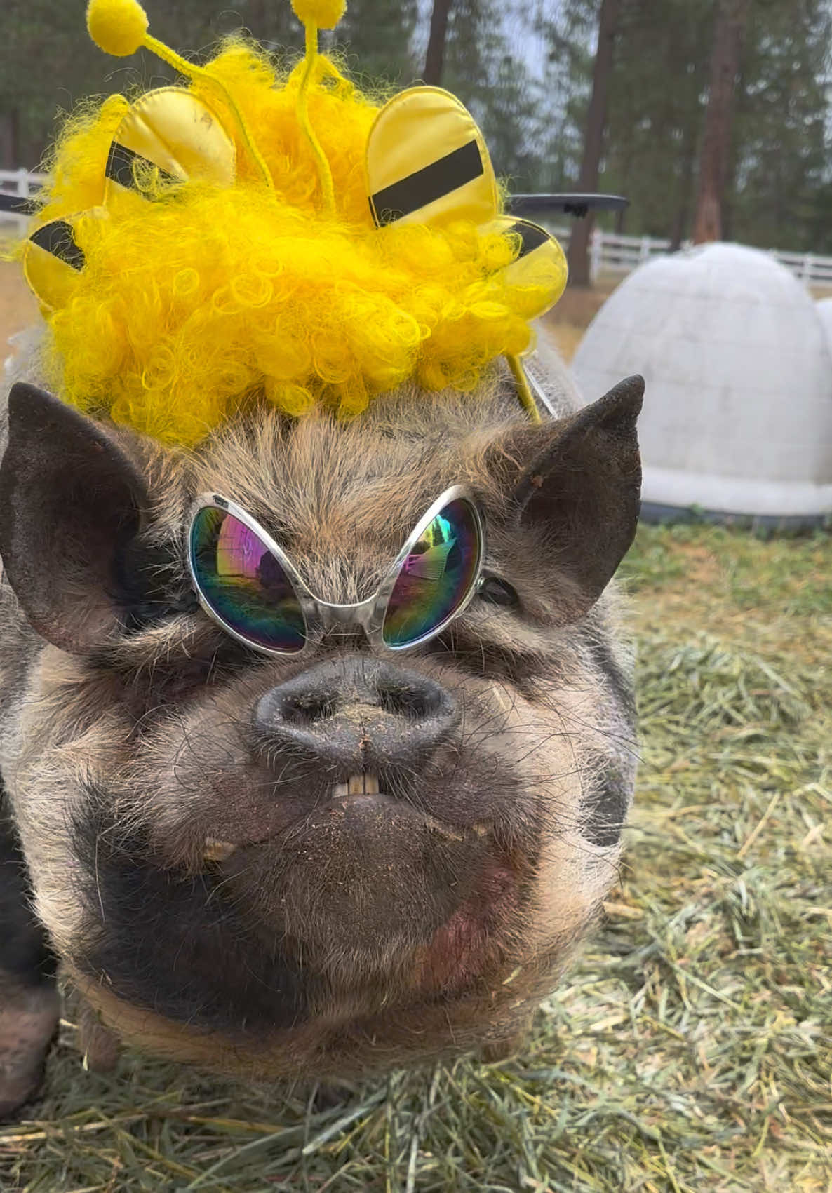 @thewinstonthepig