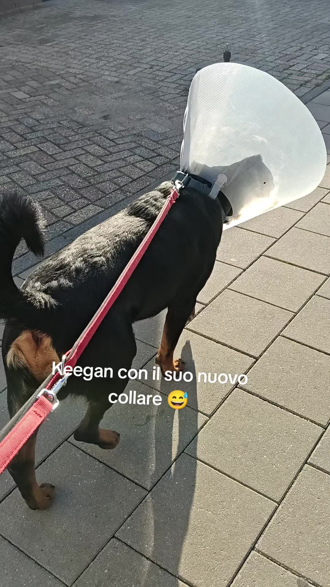 @Niky&isuoirottweiler