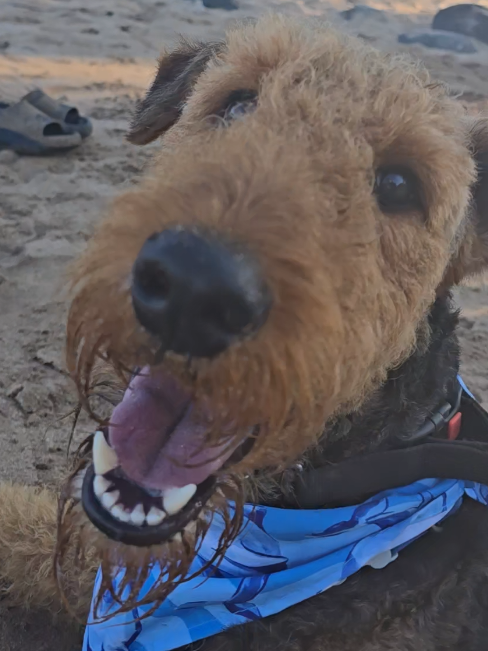 @Trufa Y M&aacute;ximo🐾Airedales