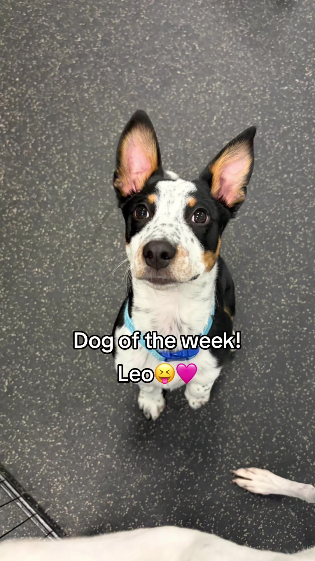 @Dogtopia South Ann Arbor