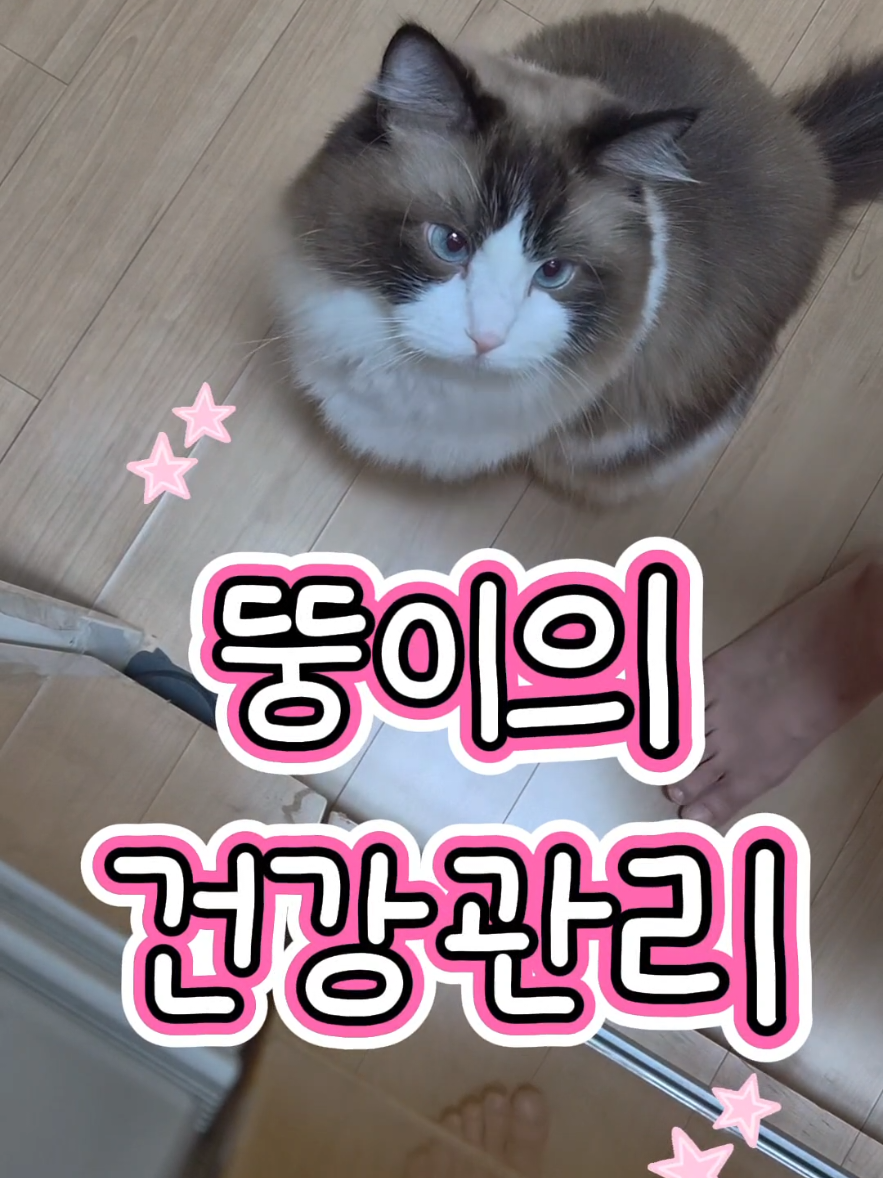 @ddoong2(๋ฑ์ด)