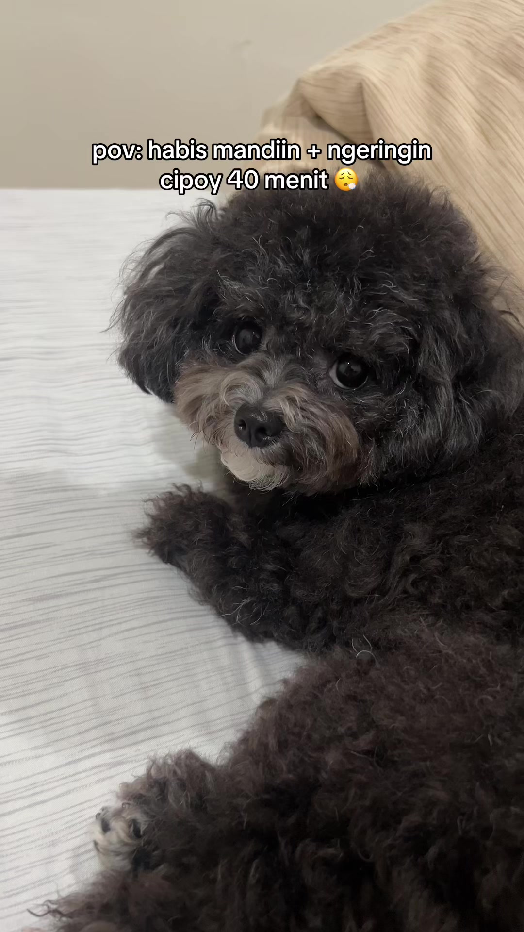 @chippi the poochon