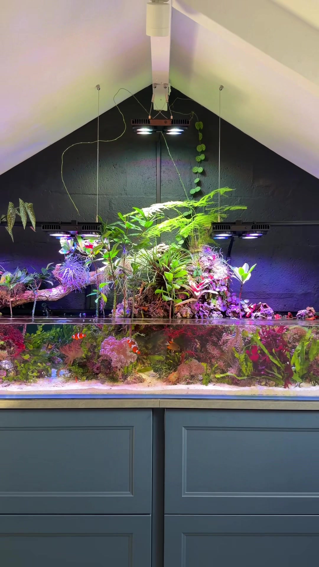 @Danny’s Aquariums