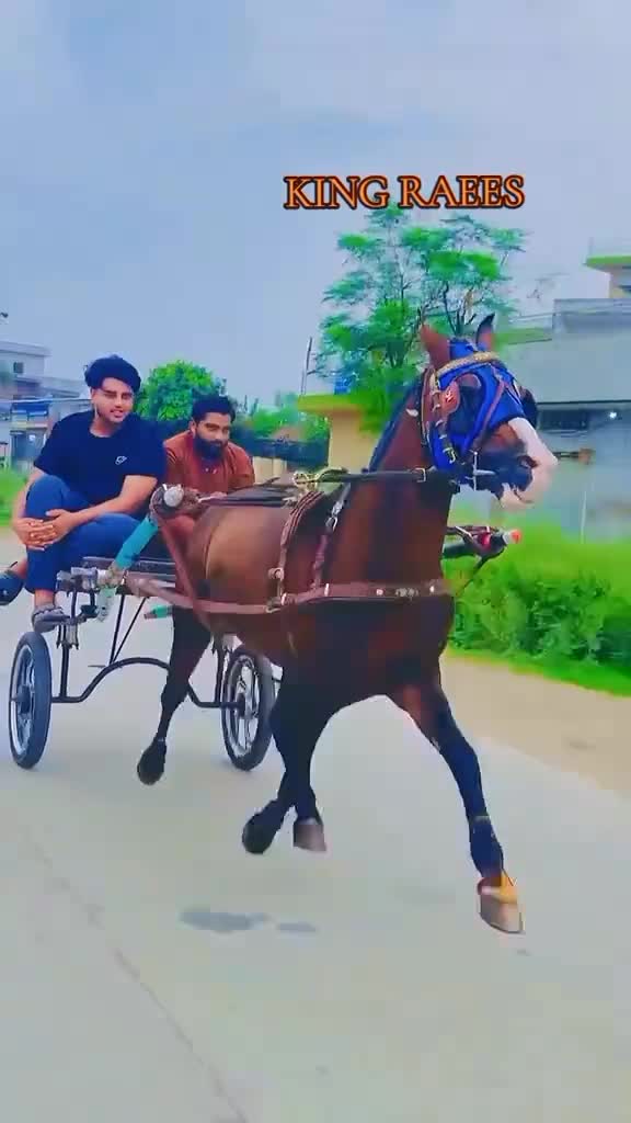 @🐴 گھوڑا شوق 🐴